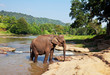 Elephants on Sri Lanka