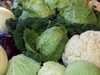 Weißkraut