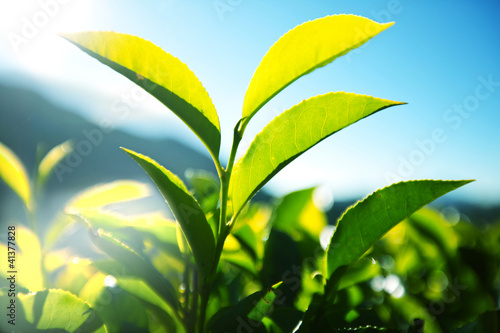 Photo: Tea plantation Tea plantation
