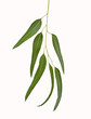 Eucalyptus branch