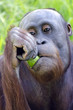 Wildlife and Animals - Orangutan