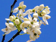 Tel Aviv Orange Blossom 2012