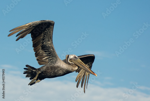 Photo: Brown Pelican in Flight Brown Pelican in Flight