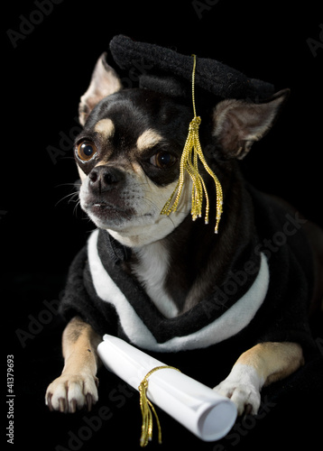 Photo: Graduation Dog Graduation Dog