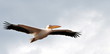 Great white pelican in flight