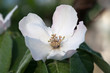 flowering quince