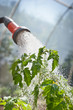 Watering seedling tomato Watering seedling tomato