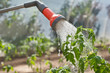 Watering seedling tomato Watering seedling tomato
