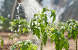 Watering seedling tomato Watering seedling tomato
