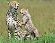 Cheetah
