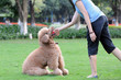 Master playing with dog Master playing with dog