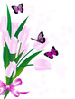 Pink tulips