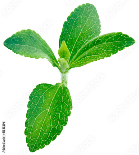 Photo: Stevia rebaudiana plant Stevia rebaudiana plant