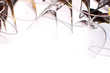 hanging wineglasses