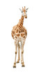 Giraffe front view cutout