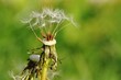Foto: Pusteblume zerzaust Pusteblume zerzaust