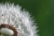 Pusteblume