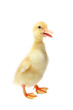 Four days old duckling isolated on white Four days old duckling isolated on white
