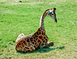 The giraffe sitting on green grass floor