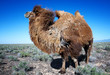 Molting brown bactrian camel Molting brown bactrian camel