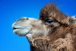 Portrait of brown bactrian camel Portrait of brown bactrian camel