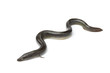 Single fresh  European eel