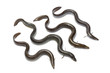 Fresh  European eel