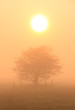 Sunshine tree