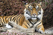 Wildlife and Animals - Tiger Wildlife and Animals - Tiger