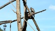 Macaco del Giappone o Macaco dalla faccia Rossa Macaco del Giappone o Macaco dalla faccia Rossa