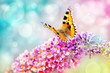 butterfly on flower