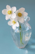 three white anemone windflowers in glas vase on turquoise backgr