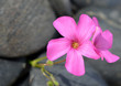 Photo: Fleur éclose au milieu des pierres Fleur éclose au milieu des pierres
