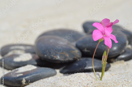 Photo: Fleur isolée sur la plage Fleur isolée sur la plage