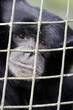 Wildlife and Animals - Siamang Gibbon Wildlife and Animals - Siamang Gibbon