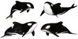 Killer Whale Pack