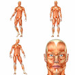 Male Human Body Anatomy Pack - 1of3 Male Human Body Anatomy Pack - 1of3