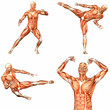 Male Human Body Anatomy Pack - 2of3
