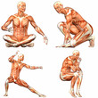 Male Human Body Anatomy Pack - 3of3