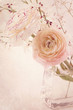 Ranunculus flowers