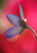 blue blossom of liverleaf artistic captured over blured red natu