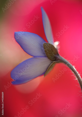 Photo: blue blossom of liverleaf artistic captured over blured red natu blue blossom of liverleaf artistic captured over blured red natu