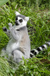 Wildlife and Animals - Lemur Wildlife and Animals - Lemur