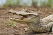 Cayman (Caiman crocodilus fuscus) with butterfly feeding in its