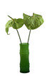 zantedeschia