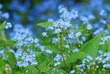 Leinwanddruck Bild - forget me not