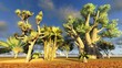 African baobabs