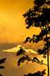 Tree  silhouetted against golden sunset
