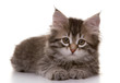 portrait of a cute siberian kitten isolated on white background