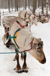 reindeers